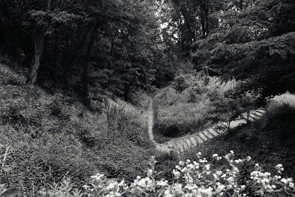 Trail leading into a dense forest, flanked by tall trees and thick underbrush. Rustic wooden steps ascend on the right side. Foreground features blooming white flowers, while sunlight filters through the canopy above, creating dappled shadows on the path.