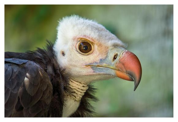 The picture shows the portrait of a white-headed vulture, a bird with a striking appearance. Its head is covered with white, woolly plumage that looks soft and fluffy. The beak is large, curved and has a strong orange hue. The eye is dark brown and contrasts with the light-colored face. The neck has fine, wrinkled folds of skin that are a light shade of yellow and gray. The body is covered with dark, shiny feathers that are layered on top of each other. The background is blurred and greenish, which draws the focus to the bird.