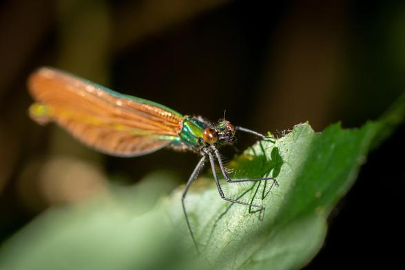 Close up shot of a bright green damselfly, with brown eyes, and orange translucid wings.