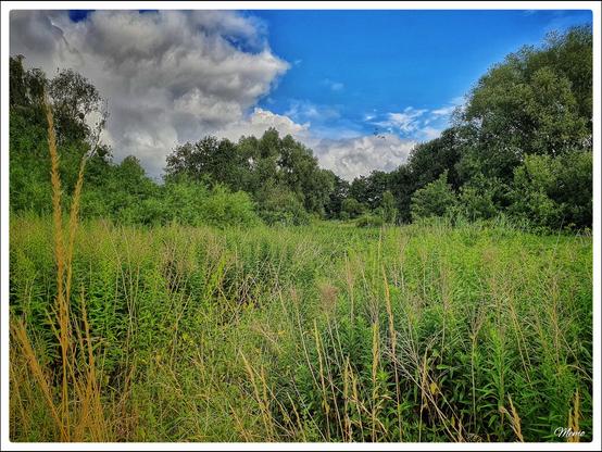 Bildbeschreibung:
Eine wild bewachsen Fläche kurz vor dem Regen. Im Vordergrund hüfthohes Gras und Brennnesseln; rundherum Büsche und Bäume vor einem graublau bewölktem Himmel.