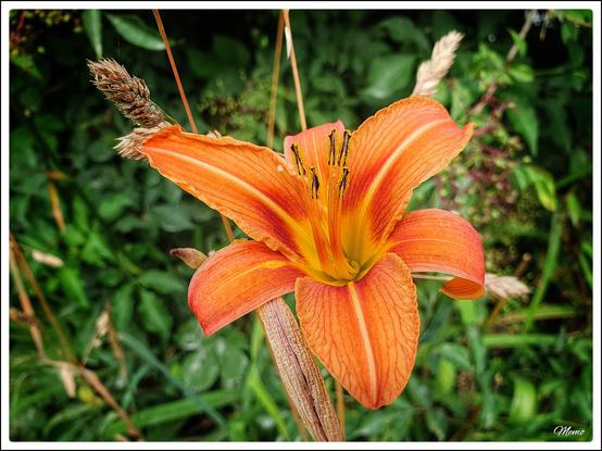 Bildbeschreibung:
Die orangefarbene Blüte einer Taglilie.