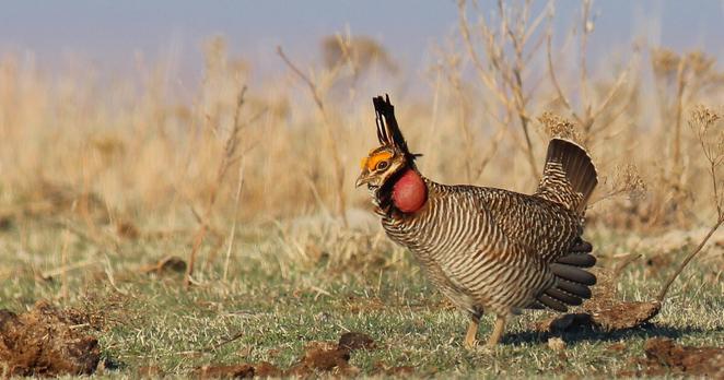 A photo shows a lesser prairie chicken.