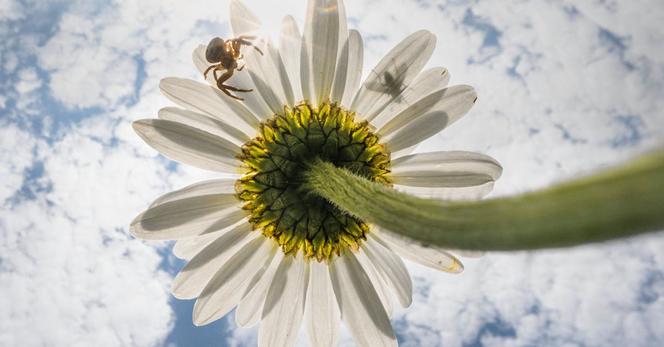 Leucanthemum vulgare /  Margriet, met een krabspin en een niet te identificeren vlieg.