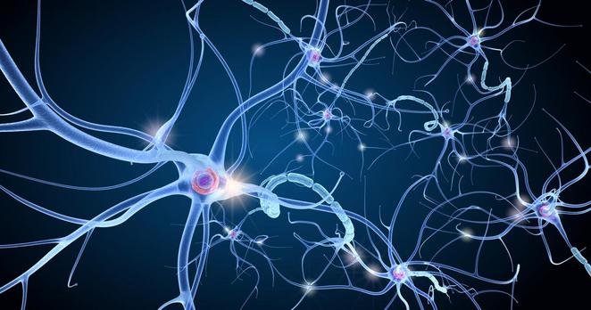 Illustration en 3D de l’anatomie d’un neurone.