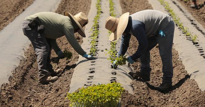 California farmers say Medicaid recipients, automation can’t replace immigrant workers