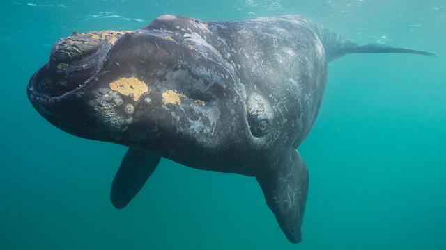 whale