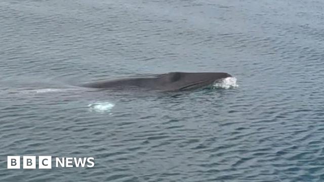 a whale visible above the mass of sea.