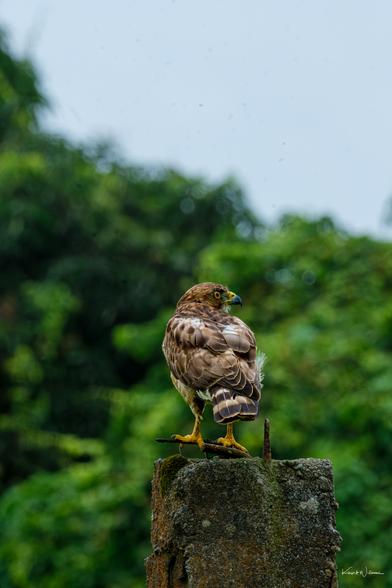 Broad-winged Hawk perched with damp feathers, surrounded by green foliage and rain streaks
