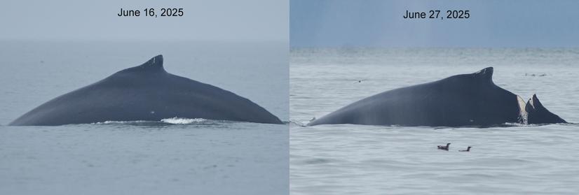 Two photos of a humpback whale, only the whale's arching back and small dorsal fin arch out of the water. The leftmost photo shows a healthy whale, marked June 16, 2025, and the rightmost image shows the same whale with a large gouge in its back, June 27.