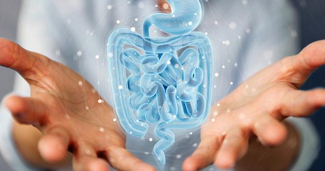 Gut cells communicate with precision to heal and maintain the organ's health