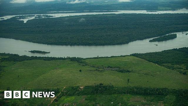 An aerial shot captures a section of the Amazon rainforest used for cattle farming