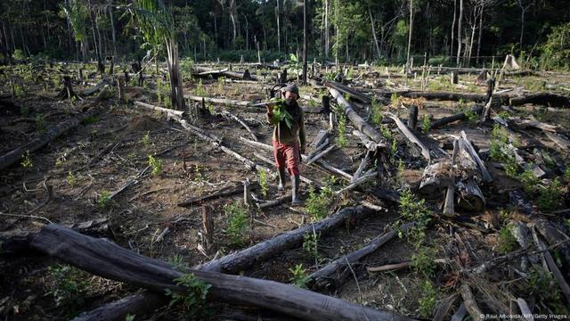 A farmer carries a chainsaw at a coca plantation after cutting down trees to plant coca in Guaviare department, Colombia on December 6, 2021