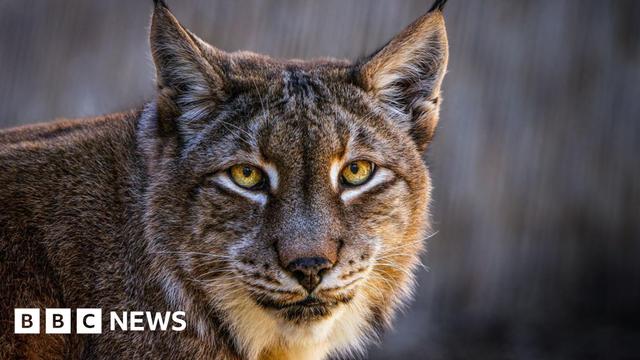 A close up of a Eurasian lynx. It has pointed ears and distinctive yellow-coloured eyes.