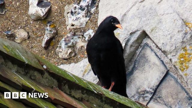 A red-billed black bird sitting by a nesting site in Dover Castle, Kent.