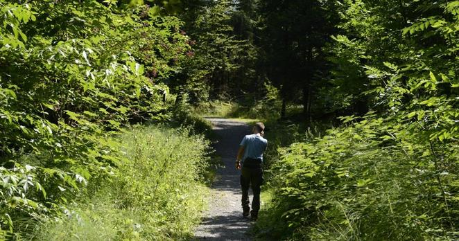 Förster Lukas Gerig kratzt sich am Hinterkopf und wandert durch seinen Meggerwald in der Zentralschweiz.