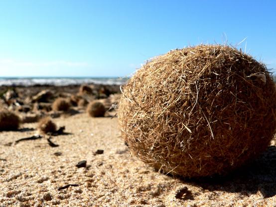 Odd Neptune balls are popping up on beaches. What are they?   