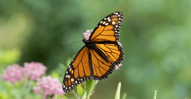 A monarch butterfly is balancing on a milkweed plant