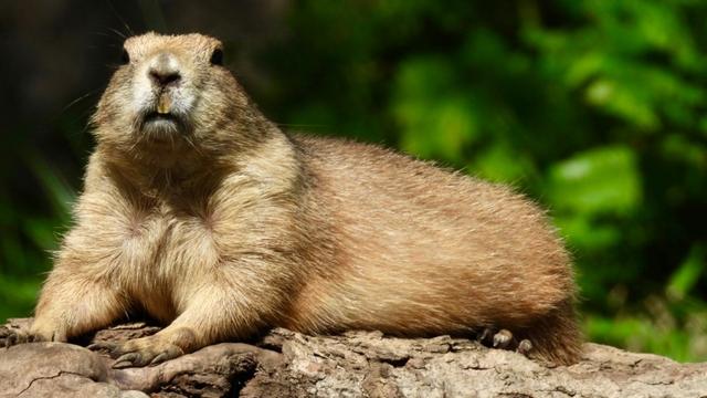 A prairie dog with light brown fur is lying on a textured log, facing the camera. Its paws are visible on the wood, and green foliage is blurred in the background.