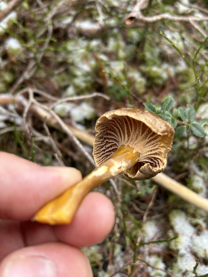 Fingre holder en brun sopp med gulbrun stilk og «ribber»/rynker på undersiden av hatten, en traktkantarell. Mose og frost i bakgrunnen.