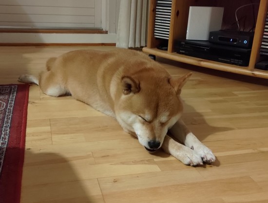 Shiba inu relaxing on the floor.