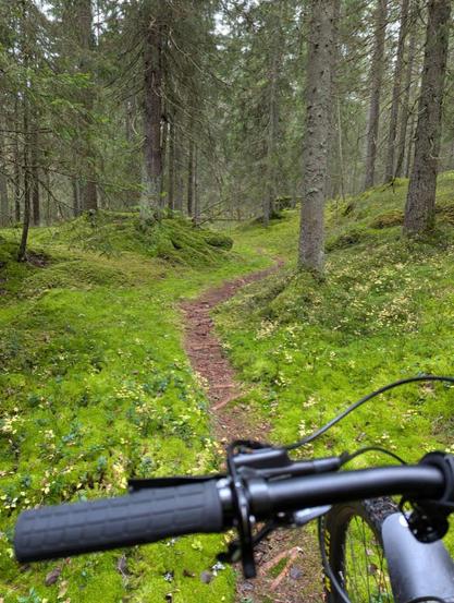 Looking over the handles of his mountain bike, the photographer captures a narrow flow trail that snakes between tall trees along a lush, green moss covered forest floor. 