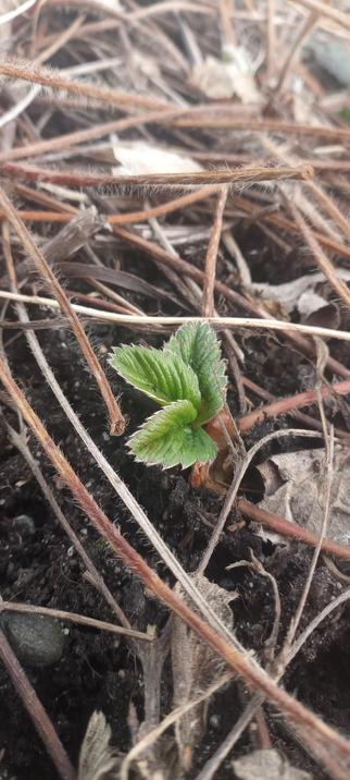 Baby strawberry plant.