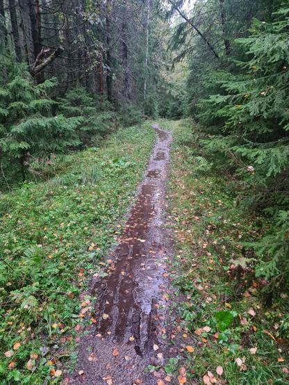 Skogssti full av regnvann