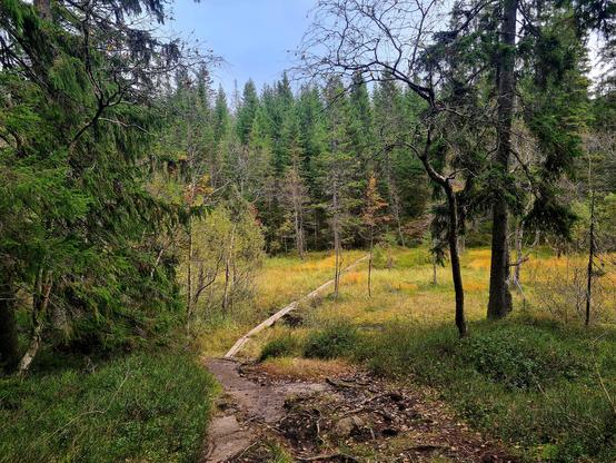 En sti går over en liten hump med røtter og stein, med lyng og trær på begge sider. Stien fortsetter over planker over ei åpen myr, inn i granskogen i bakgrunnen. Myra har høstfarger.