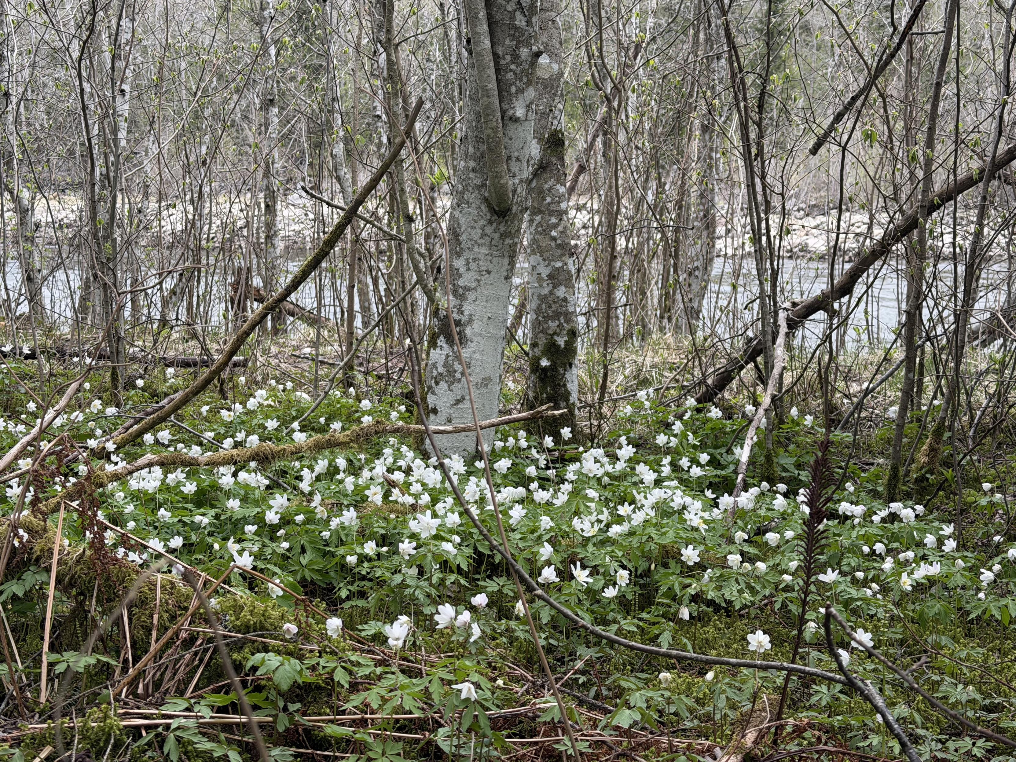 Lots of wood anemones in front of a few trees and a river.