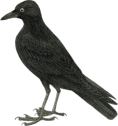 :crow: