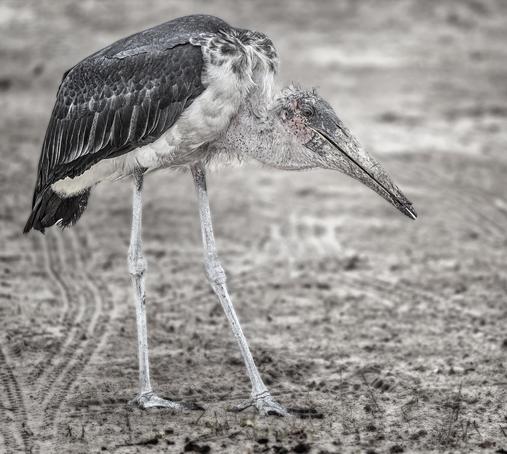 A maribou stork photographed in Zimbabwe and the scene desaturated in processing. It is sometimes called the "undertaker bird" due to its shape from behind: cloak-like wings and back, skinny white legs, and sometimes a large white mass of "hair". Not to mention its penchant for carrion. 

#maribou #stork #zimbabwe #bird #birds #birdphootgraphy #undertaker #desaturated #legs #leggy #sandy #savanna #wildlife #wildlifephotography #AYearForArt #buyIntoArt #giftideas #wallart #artforsale @joancarroll 

https://joan-carroll.pixels.com/featured/maribou-stork-zimbabwe-joan-carroll.html