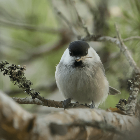 Hömötiainen tykkää männynsiemenistä. Willow tit likes pine seeds.