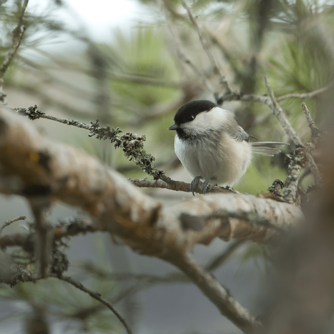 Hömötiainen. Willow tit.