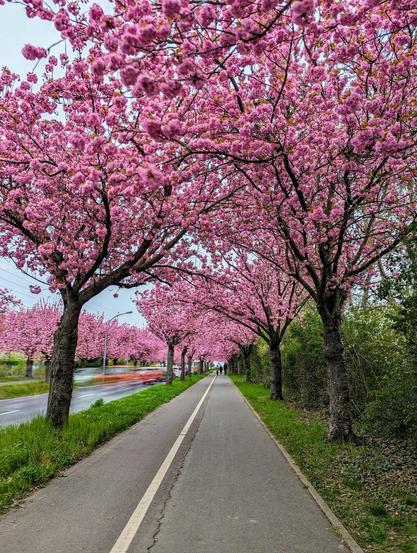 A straight, paved path stretches into the distance, canopied by a stunning display of blooming cherry blossom trees. The trees on either side of the path are laden with clusters of vibrant pink flowers, creating a tunnel of colour overhead. The blossoms are so dense that they almost obscure the branches and hint at a soft, diffused light filtering through.
To the left of the path, a road with blurred motion suggests passing vehicles. Beyond the road, more cherry blossom trees in full bloom create a continuous wash of pink against a muted sky. To the right of the path, a strip of green grass gives way to darker green foliage of other trees and bushes. Two small figures can be seen walking in the distance along the path, further emphasizing the scale and immersive beauty of the blossoming avenue. The overall scene captures the fleeting beauty of springtime in full bloom.