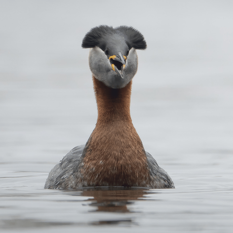 Härkälintu. Red-necked grebe.