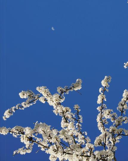 The image shows a clear blue sky with a crescent moon visible. In the foreground, there are branches covered with white blossoms, likely cherry or apple blossoms, reaching upwards.