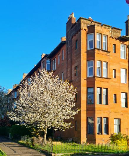 A red sandstone Glasgow tenement with a blossom tree in full bloom beside it.