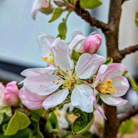 A close-up shot captures the delicate beauty of apple blossoms. Several open flowers display soft, white petals tinged with a pale pink hue, particularly towards their bases. The centres of the blossoms feature bright yellow anthers atop slender filaments, surrounded by a lighter green pistil. Amongst the fully opened flowers are several closed buds, showing a deeper pink colour. Small, fresh green leaves are visible around the blossoms, attached to a slightly textured, brown branch. The background is softly blurred, suggesting an overcast day. The overall impression is one of springtime freshness and the promise of apples to come.