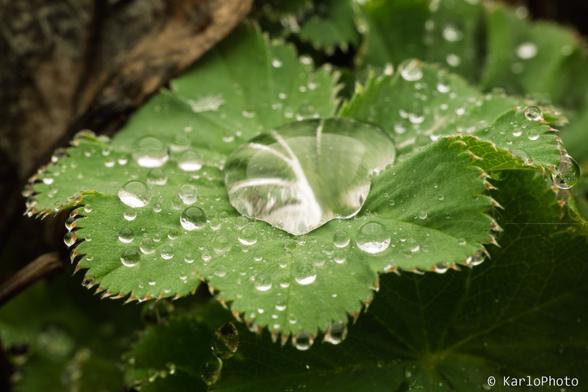 A leaf with several raindrops on it.