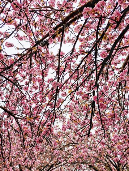 A close-up, low-angle shot captures the dense canopy of a cherry blossom tree in full bloom. Numerous delicate, pale pink flowers with darker pink centres cluster along dark brown branches that crisscross the frame. The sky is a muted white, visible through the thicket of blossoms and branches. The overall impression is one of abundance and the fleeting beauty of springtime.