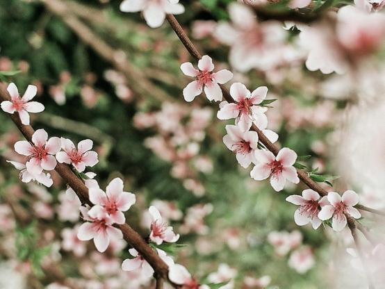 Farbfoto im Highkey-Stil, das zwei Zweige eines blühendes Baums im April mit weiß-rosa Blüten in einer Nahaufnahme zeigt. Der Hintergrund ist als Bokeh unscharf. Leica R5 mit 50 mm Summilux auf Flic Elektra 100-Film.