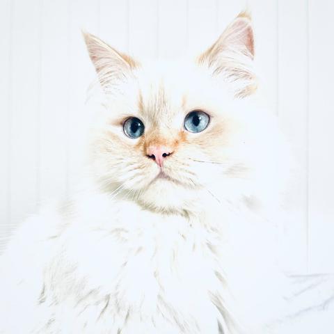 Porträt einer weißen Katze mit blauen Augen und leicht rötlichen Ohren und Nase vor weißem Hintergrund.
