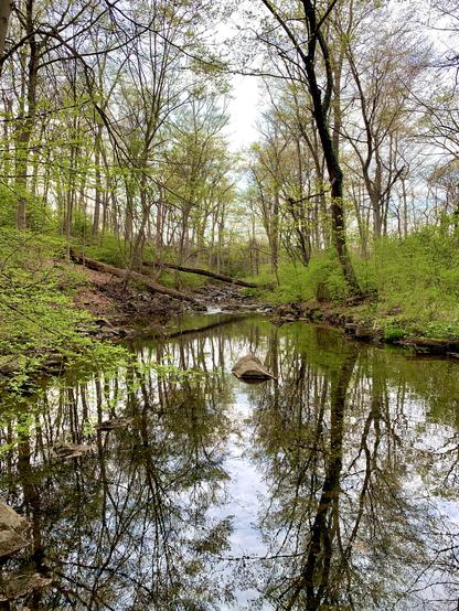 A small creek flows through a shallow valley flanked by tree-lined hills. In the distance, a fallen tree spans the creek like a natural bridge. The water flows over a rocky bed beyond the fallen trunk, feeding into the slower-moving stream in the foreground. There, the surface reflects the soft greens of emerging foliage and the cloudy sky above.