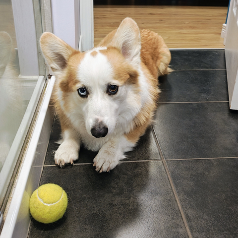 Guimauve on the bathroom floor with his ball looking expectantly