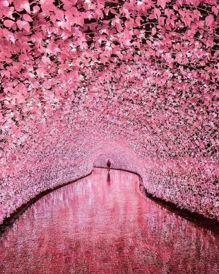 Blossom tunnel in Japan