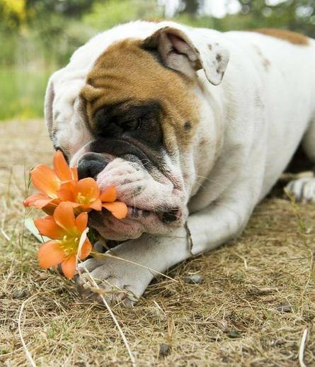 Bulldog smelling flowers