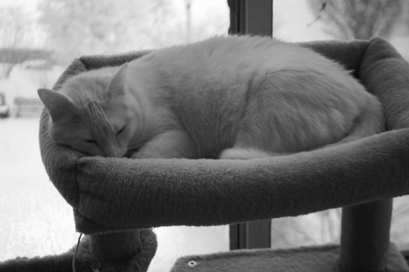 A black and white infrared photograph of a pale (actually ginger) cat snoozing on top of a cat tree beside a window. The infrared image gives the world a ghostly quality.
