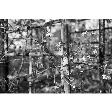 Auf dem Bild ist ein Klettergerüst zu sehen, das von Pflanzen umschlungen wird. Es sind kleine Blüten im Dickicht zu sehen.