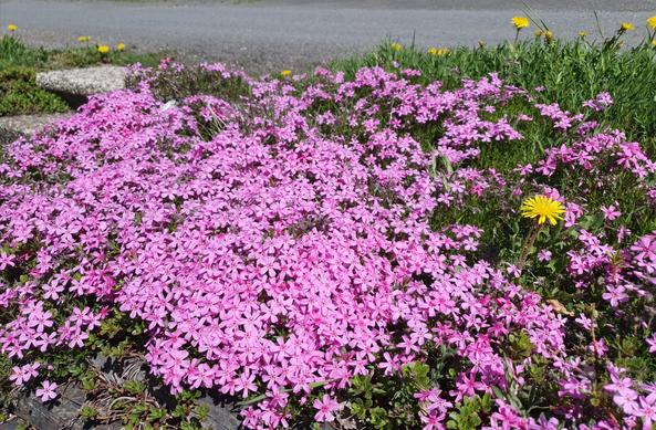 Teppichphlox blüht pink auf einer Steinmauer. Dahinter leuchten einzelne Löwenzahnblüten. Eine kleine Treppe führt zu einer Straße.