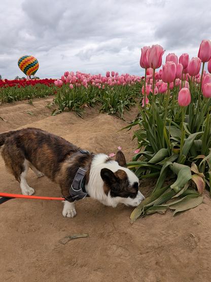 A Corgi puppy sniffing a row of pink tulips with a hot air balloon in the background